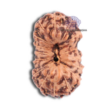 Load image into Gallery viewer, 16 Mukhi Rudraksha from Indonesia - Bead No. 149
