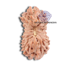 Load image into Gallery viewer, 18 Mukhi Rudraksha from Indonesia - Bead No. 123