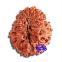 Load image into Gallery viewer, 17 Mukhi Rudraksha from Indonesia - Bead No. 169