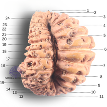 Load image into Gallery viewer, 24 Mukhi Rudraksha from Indonesia X
