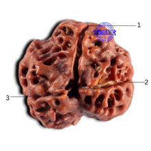 Load image into Gallery viewer, 3 Mukhi Rudraksha from Nepal - Bead No. 452