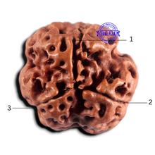 Load image into Gallery viewer, 3 Mukhi Rudraksha from Nepal - Bead No. 453