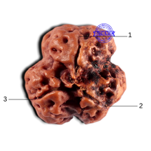 Load image into Gallery viewer, 3 Mukhi Rudraksha from Nepal - Bead No. 455