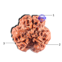 Load image into Gallery viewer, 3 Mukhi Rudraksha from Nepal - Bead No. 457