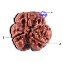 Load image into Gallery viewer, 3 Mukhi Rudraksha from Nepal - Bead No. 458