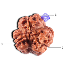Load image into Gallery viewer, 3 Mukhi Rudraksha from Nepal - Bead No. 459
