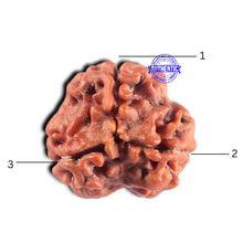 Load image into Gallery viewer, 3 Mukhi Rudraksha from Nepal - Bead No. 461
