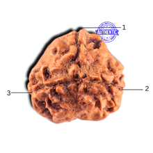 Load image into Gallery viewer, 3 Mukhi Rudraksha from Nepal - Bead No. 463