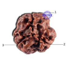 Load image into Gallery viewer, 3 Mukhi Rudraksha from Nepal - Bead No. 465