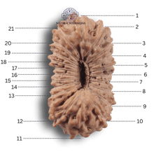 Load image into Gallery viewer, 21 Mukhi Indonesian Rudraksha - Bead No. 170