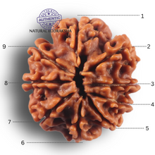 Load image into Gallery viewer, 9 Mukhi Nepalese Rudraksha - Bead No. 469