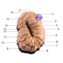 Load image into Gallery viewer, 17 Mukhi Rudraksha from Indonesia - Bead No. 296