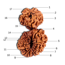 Load image into Gallery viewer, 17 Mukhi Nepalese Gaurishankar Rudraksha - Bead No. 67