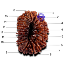 Load image into Gallery viewer, 16 Mukhi Rudraksha from Nepal - Bead No. 69