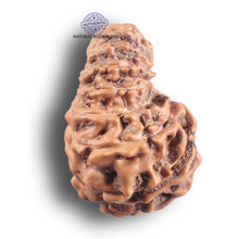 Load image into Gallery viewer, 16 Mukhi Rudraksha from Indonesia - Bead No. 347