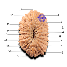 Load image into Gallery viewer, 17 Mukhi Rudraksha from Indonesia - Bead No. 288