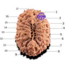 Load image into Gallery viewer, 17 Mukhi Rudraksha from Indonesia - Bead No. 292