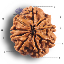 Load image into Gallery viewer, 9 Mukhi Nepalese Rudraksha - Bead No. 467