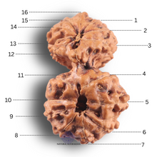 Load image into Gallery viewer, 16 Mukhi Gaurishankar Rudraksha from Indonesia - Bead No. 352