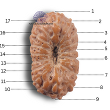 Load image into Gallery viewer, 17 Mukhi Rudraksha from Indonesia - Bead No. 285