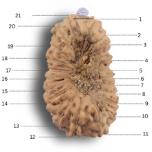 Load image into Gallery viewer, 21 Mukhi Indonesian Rudraksha - Bead No. 169