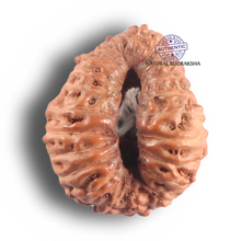 Load image into Gallery viewer, 23 Mukhi Rudraksha from Indonesia - Bead No. K