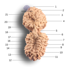 Load image into Gallery viewer, 21 Mukhi Indonesian Gaurishankar Rudraksha - Bead No. 175
