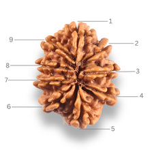 Load image into Gallery viewer, 9 Mukhi Nepalese Rudraksha - Bead No. 443