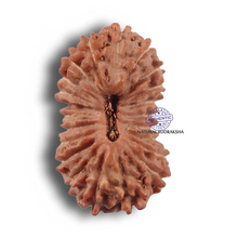 Load image into Gallery viewer, 22 Mukhi Rudraksha from Indonesia - Bead No 22AH