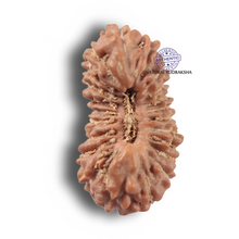 Load image into Gallery viewer, 22 Mukhi Rudraksha from Indonesia - Bead No 22AJ