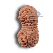 Load image into Gallery viewer, 22 Mukhi Rudraksha from Indonesia - Bead No 22AH