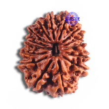 Load image into Gallery viewer, 14 Mukhi Nepalese Rudraksha - Bead No. 313