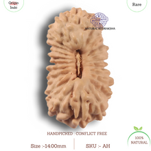 Load image into Gallery viewer, 23 Mukhi Rudraksha from Indonesia