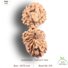 Load image into Gallery viewer, 21 Mukhi Indonesian Gaurishankar Rudraksha - Bead No. 175