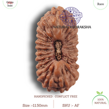 Load image into Gallery viewer, 23 Mukhi Rudraksha from Indonesia
