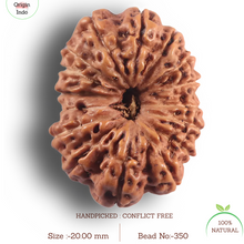 Load image into Gallery viewer, 16 Mukhi Rudraksha from Indonesia - Bead No. 350