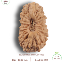 Load image into Gallery viewer, 21 Mukhi Indonesian Rudraksha - Bead No. 169