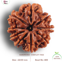 Load image into Gallery viewer, 9 Mukhi Nepalese Rudraksha - Bead No. 469