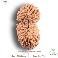 Load image into Gallery viewer, 21 Mukhi Indonesian Rudraksha - Bead No. 174