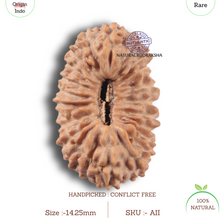 Load image into Gallery viewer, 23 Mukhi Rudraksha from Indonesia
