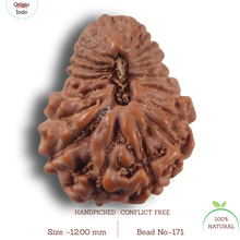 Load image into Gallery viewer, 21 Mukhi Indonesian Rudraksha - Bead No. 171