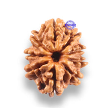 Load image into Gallery viewer, 9 Mukhi Nepalese Rudraksha - Bead No. 443