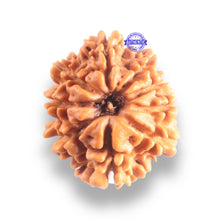 Load image into Gallery viewer, 9 Mukhi Nepalese Rudraksha - Bead No. 444