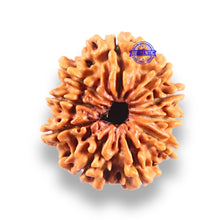 Load image into Gallery viewer, 10 Mukhi Nepalese Rudraksha - Bead No. 444