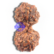 Load image into Gallery viewer, 16 Mukhi Gaurishankar Rudraksha from Indonesia - Bead No. 183