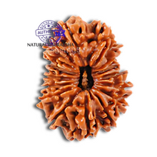 Load image into Gallery viewer, 16 Mukhi Rudraksha from Nepal - Bead No. 26