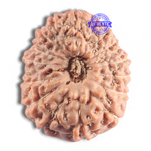 Load image into Gallery viewer, 16 Mukhi Rudraksha from Indonesia - Bead No. 316