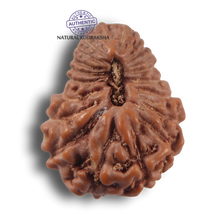 Load image into Gallery viewer, 21 Mukhi Indonesian Rudraksha - Bead No. 171