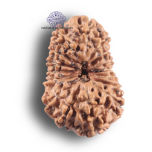 Load image into Gallery viewer, 16 Mukhi Rudraksha from Indonesia - Bead No. 345