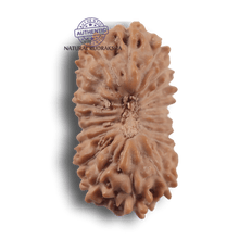 Load image into Gallery viewer, 21 Mukhi Indonesian Rudraksha - Bead No. 170